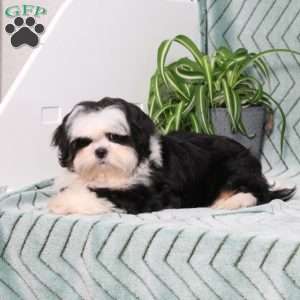 Blaire, Shih Tzu Puppy